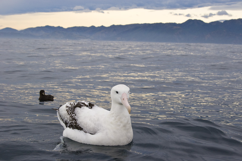 Wandering Albatross Taking Flight